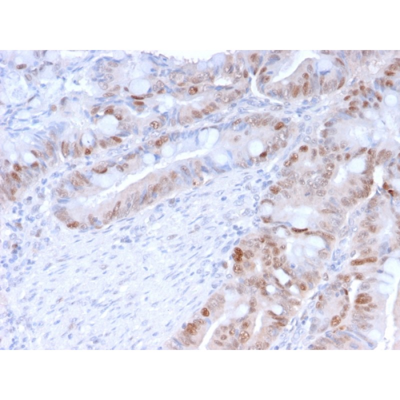 PCNA (Proliferating Cell Nuclear Antigen) (G1- & S-phase Marker)(PC5), CF640R conjugate, 0.1mg/mL