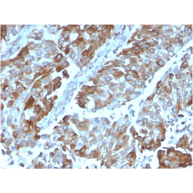 OX40 / CD134/ TNFRSF4 (Immuno-Oncology Target)(OX40/3108), CF640R conjugate, 0.1mg/mL