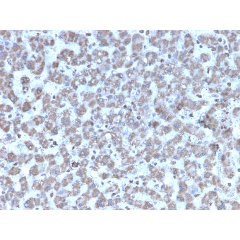 Prohibitin (Mitochondrial Marker)(PHB/3194), CF640R conjugate, 0.1mg/mL