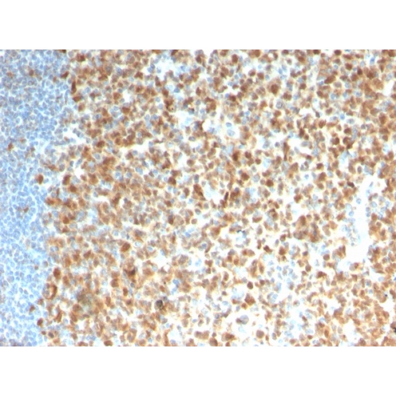 MCM7 (Proliferation Marker)(rMCM7/1468), CF640R conjugate, 0.1mg/mL