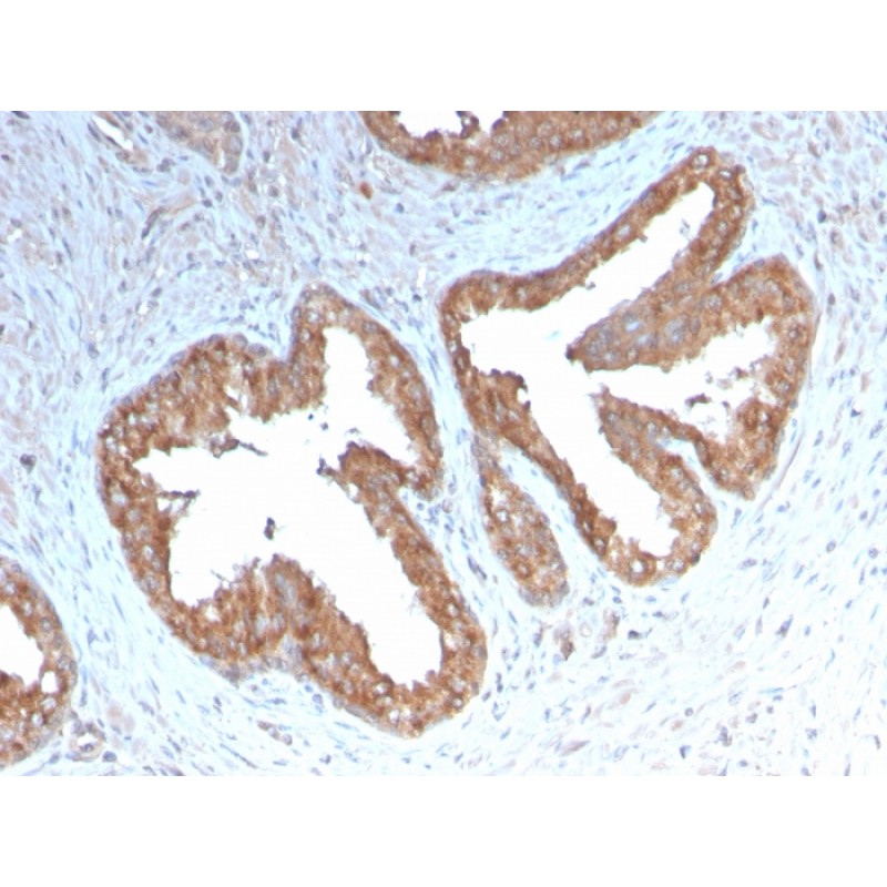 Cycloxygenase-2 (COX-2)(COX2/3232R), CF640R conjugate, 0.1mg/mL