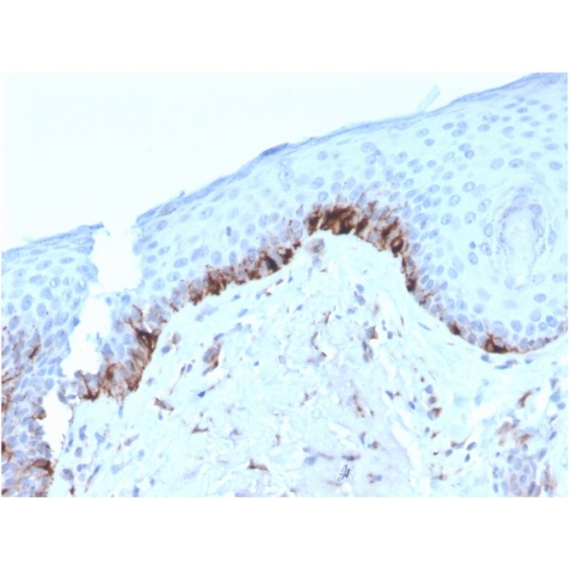 Tyrosinase-Related Protein-1 (TYRP-1) (Melanoma Marker)(TYRP1/3282), CF640R conjugate, 0.1mg/mL