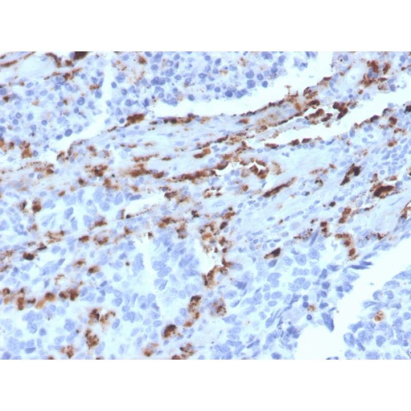 Napsin A (Lung Adenocarcinoma Marker)(NAPSA/3309), CF640R conjugate, 0.1mg/mL