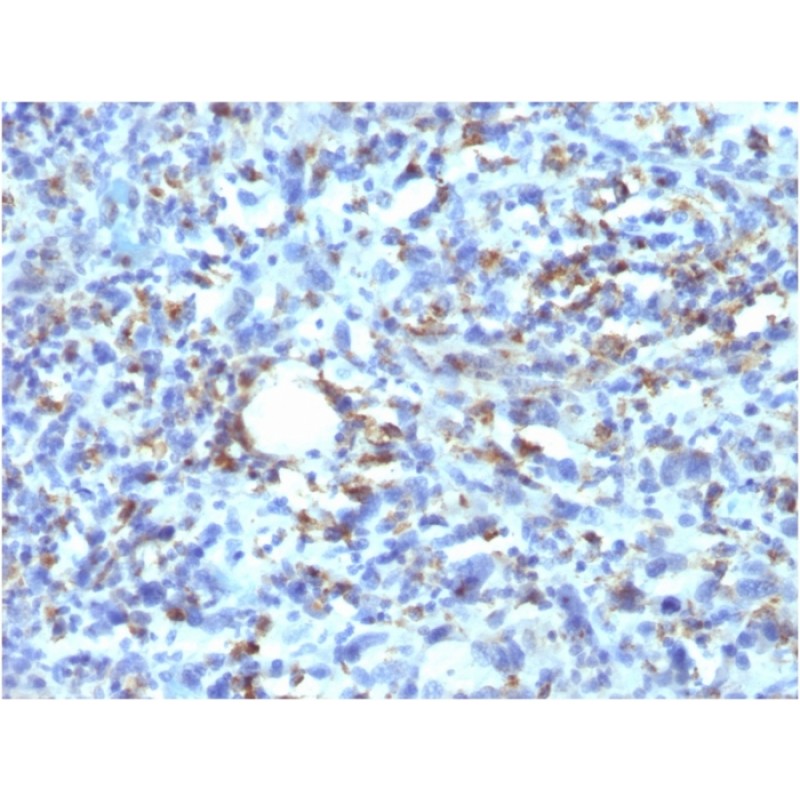 CD68 (Macrophage Marker)(rLAMP4/824), CF640R conjugate, 0.1mg/mL
