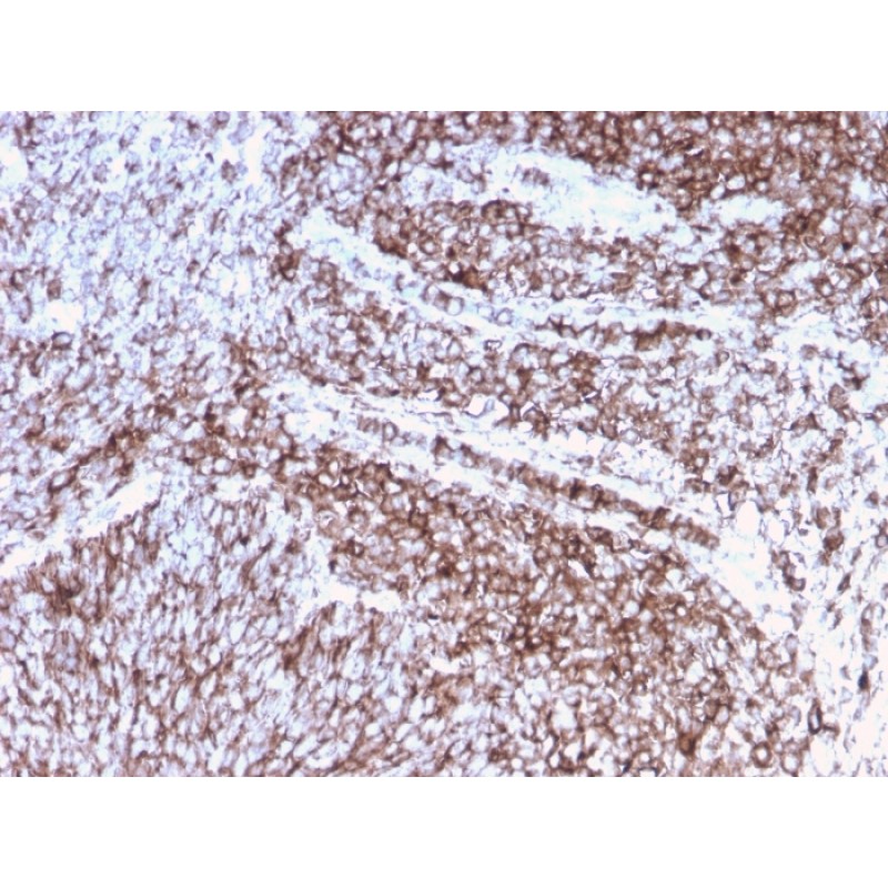 CD44 / HCAM Std. (Cancer Stem Cell Marker)(rHCAM/918), CF640R conjugate, 0.1mg/mL