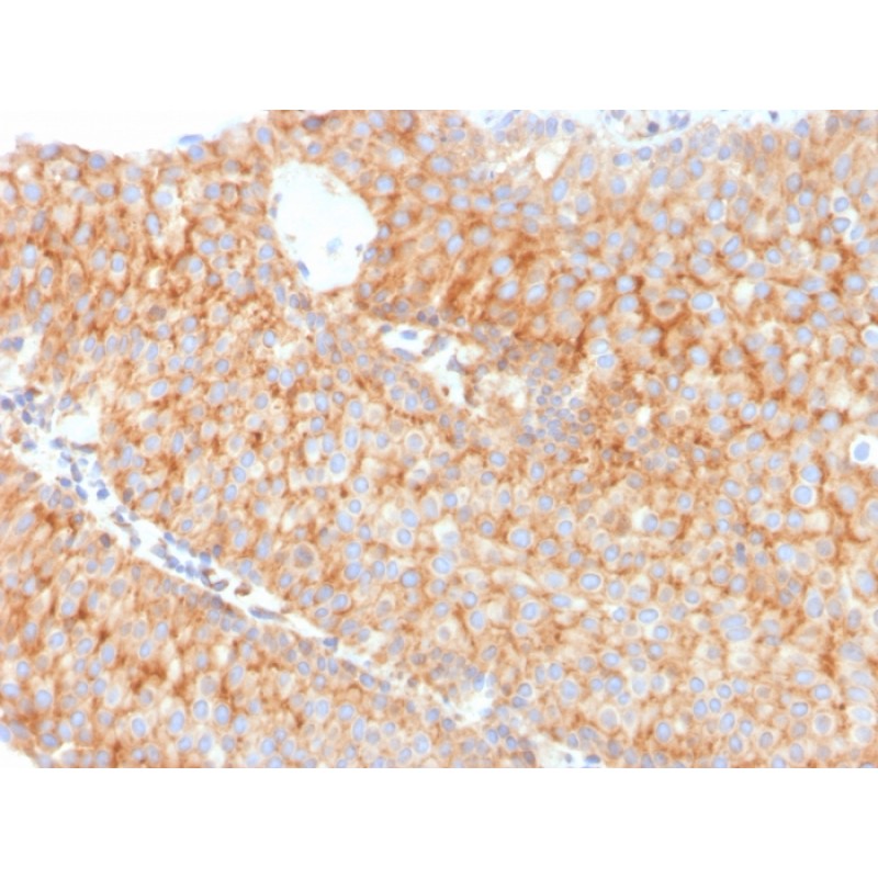PAI-RBP1 / SERBP1 / SERPINE1(SERBP1/3491), CF640R conjugate, 0.1mg/mL