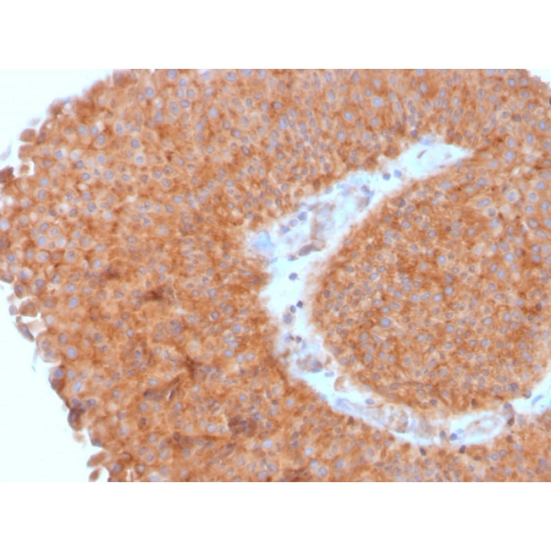 PAI-RBP1 / SERBP1 / SERPINE1(SERBP1/3495), CF640R conjugate, 0.1mg/mL