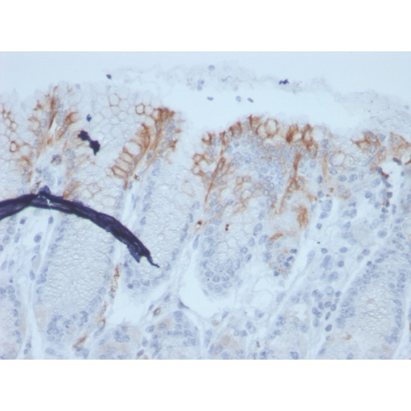 MUC2 (Mucin 2)(rMLP/842), CF640R conjugate, 0.1mg/mL
