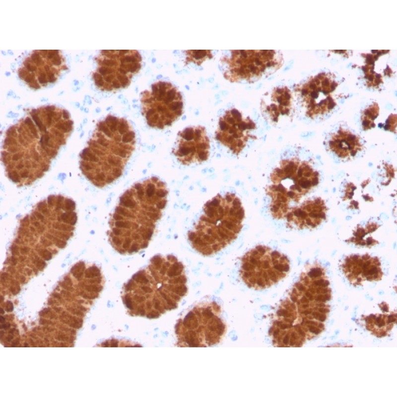 MUC5AC (Mucin 5AC / Gastric Mucin)(rMUC5AC/3779), CF640R conjugate, 0.1mg/mL