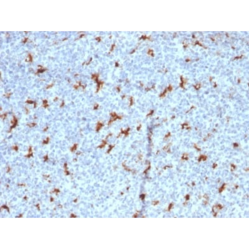 CD68 (Macrophage Marker) (C68/2501), CF543 conjugate, 0.1mg/mL