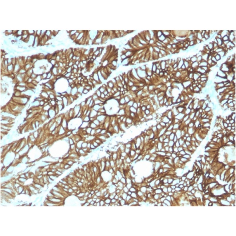 Biotium BNC432615-500, Cadherin 17 / LI Cadherin (Liver-Intestine Marker)(CDH17/2615), CF543 conjugate, 0.1mg/mL