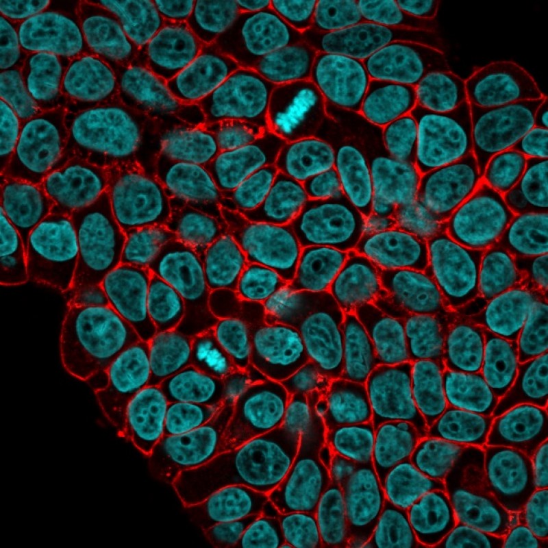 Ep-CAM / CD326(VU-1D9), CF647 conjugate, 0.1mg/mL