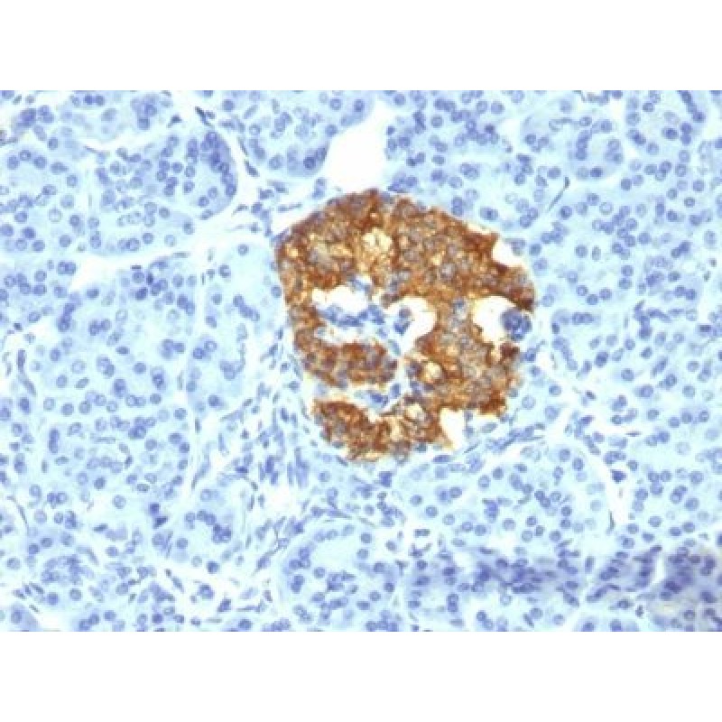Insulin(2D11-H5), CF647 conjugate, 0.1mg/mL