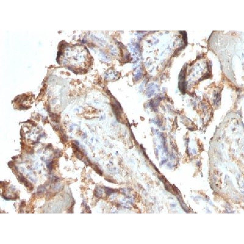 HCG-intact(HCGab/52), CF647 conjugate, 0.1mg/mL