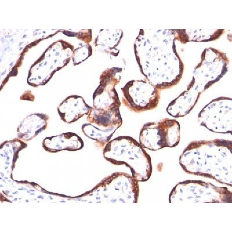 HCG-beta(hCGb/459), CF647 conjugate, 0.1mg/mL