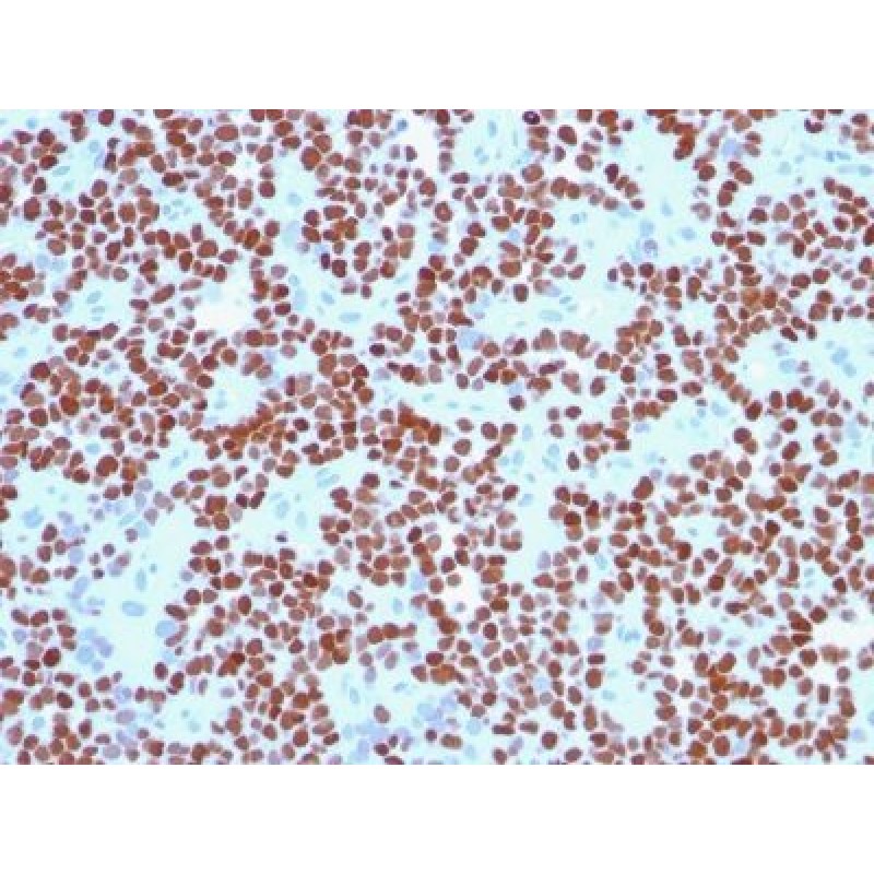 NKX2.2(NX2/294), CF647 conjugate, 0.1mg/mL