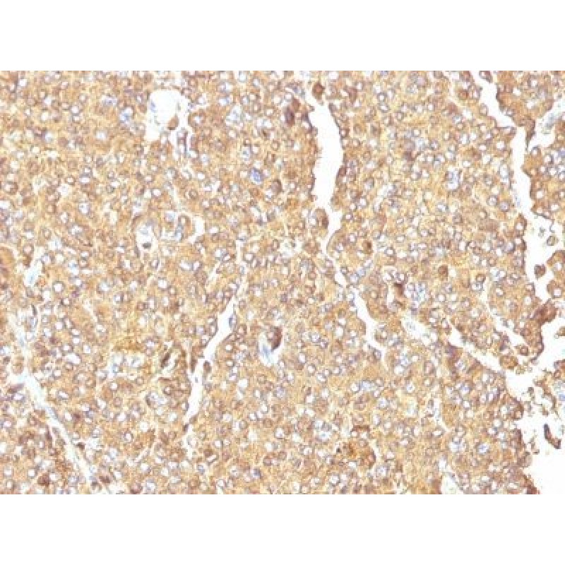 Chromogranin A(LK2H10), CF647 conjugate, 0.1mg/mL