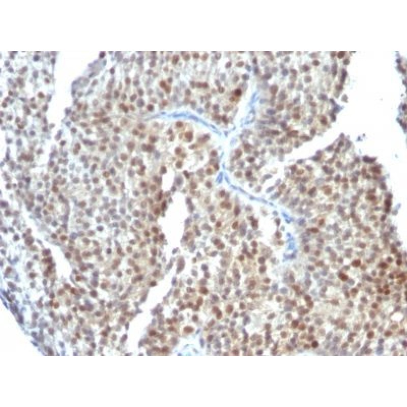 Estrogen Receptor beta 1(ESR2/686), CF647 conjugate, 0.1mg/mL