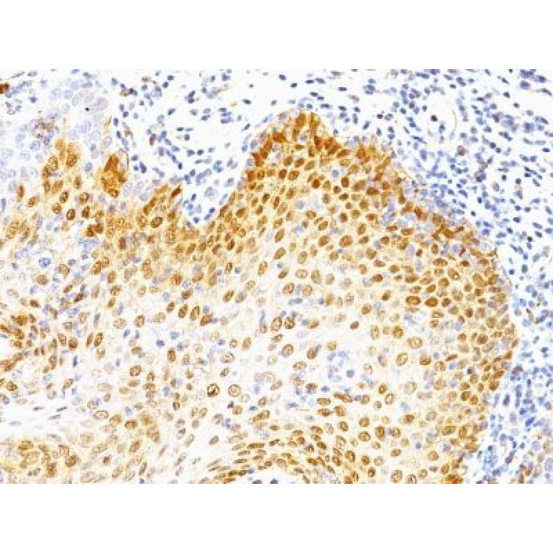 p53(BP53-12 + DO-7), CF647 conjugate, 0.1mg/mL