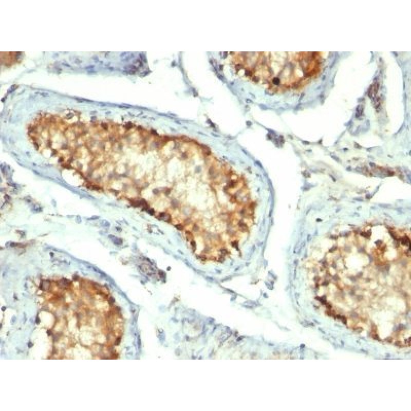 HSP60(GROEL/730), CF647 conjugate, 0.1mg/mL