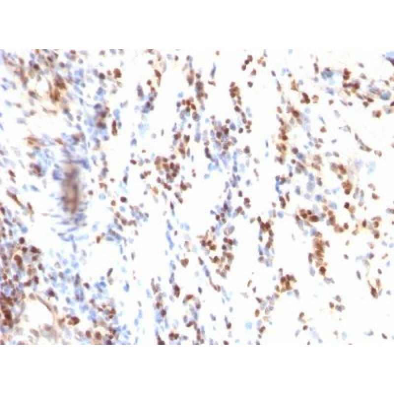 p27 / KIP1(KIP1/769), CF647 conjugate, 0.1mg/mL