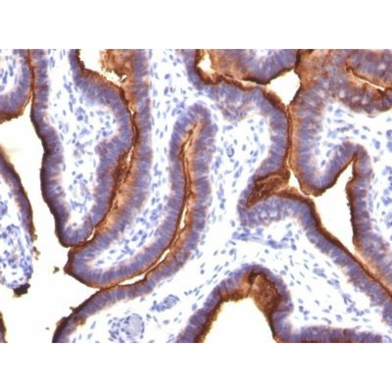 Mucin 1 / EMA / Episialin / CD227(MUC1/845), CF647 conjugate, 0.1mg/mL