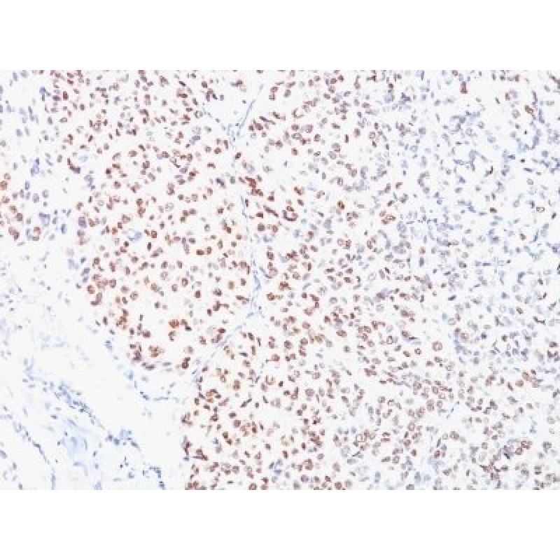 MiTF (Microphthalmia Transcription Factor)(C5/D5), CF647 conjugate, 0.1mg/mL