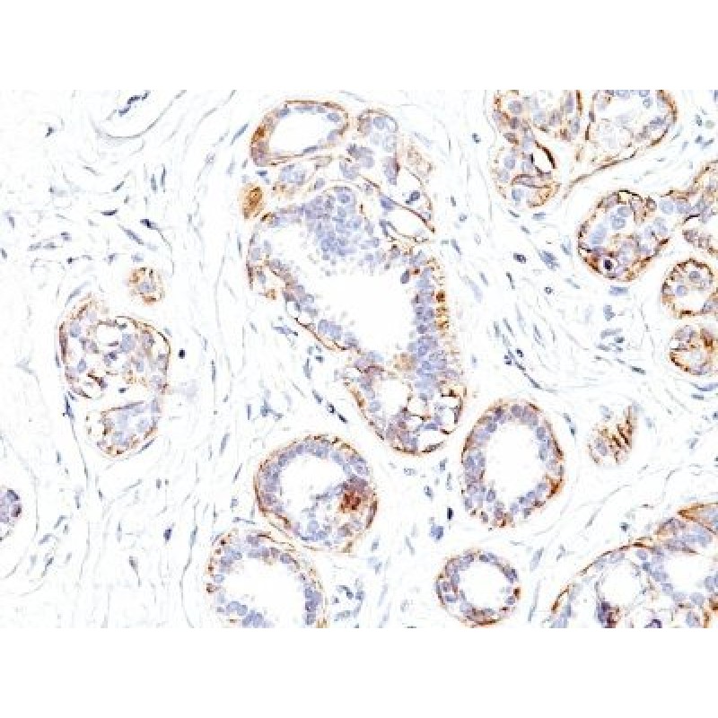 Myosin, Smooth Muscle Heavy Chain(SMMS-1), CF647 conjugate, 0.1mg/mL