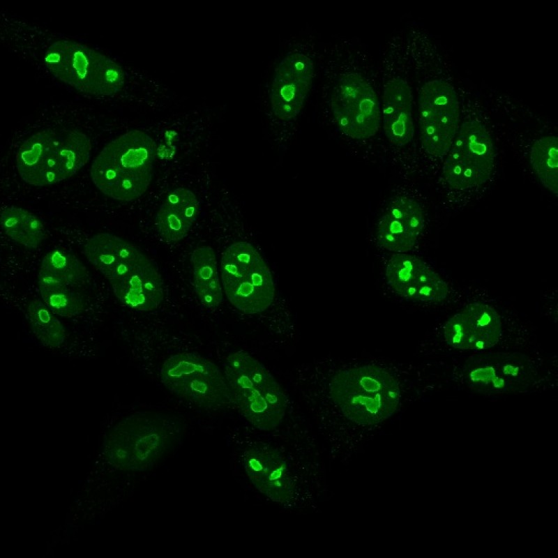 Nucleolin(NCL/902), CF647 conjugate, 0.1mg/mL