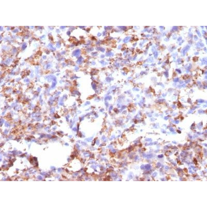CD68(CD68/G2), CF647 conjugate, 0.1mg/mL