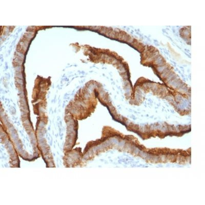 Mucin 1 / EMA / Episialin / CD227(MUC1/967), CF647 conjugate, 0.1mg/mL