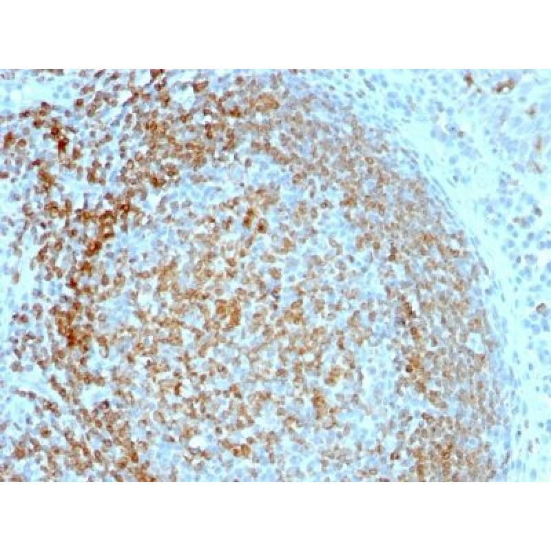 CD70(TNFS7/1026), CF647 conjugate, 0.1mg/mL