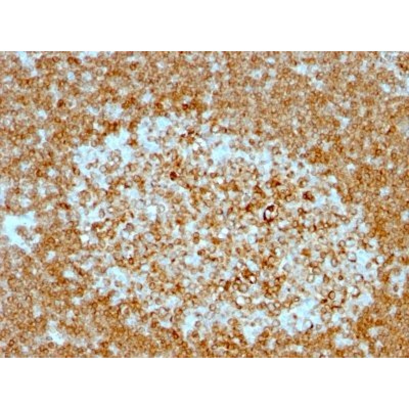 CD74(LN-2 + CLIP/813), CF647 conjugate, 0.1mg/mL