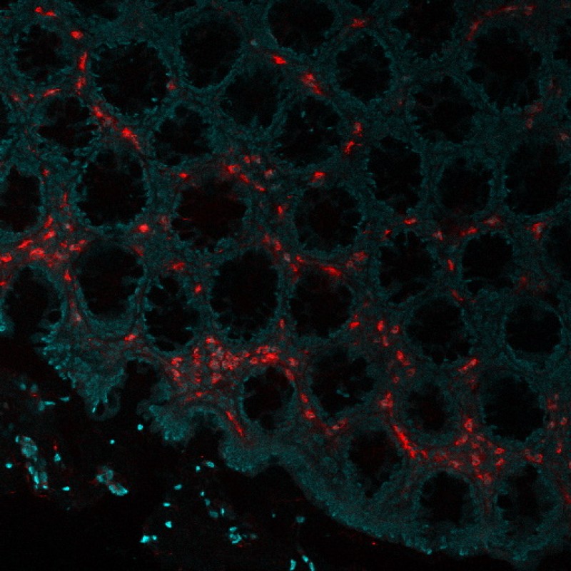 Eosinophil Peroxidase(AHE-1), CF647 conjugate, 0.1mg/mL