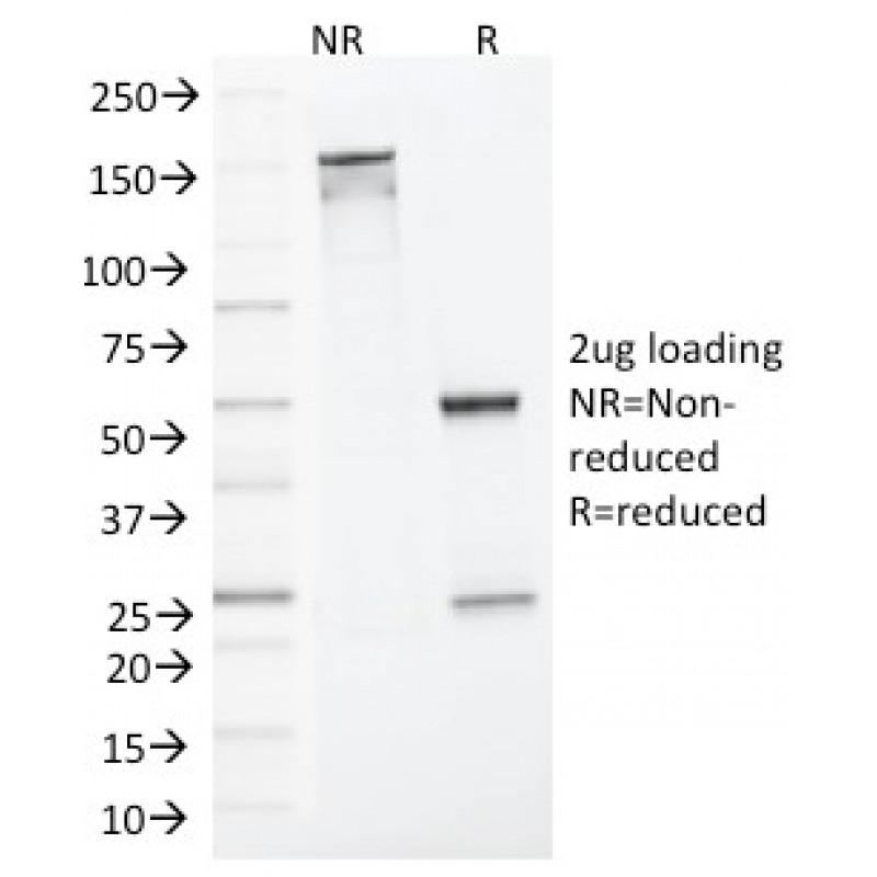 MLH1 (MutL Homolog 1)(MLH1/1324), CF647 conjugate, 0.1mg/mL