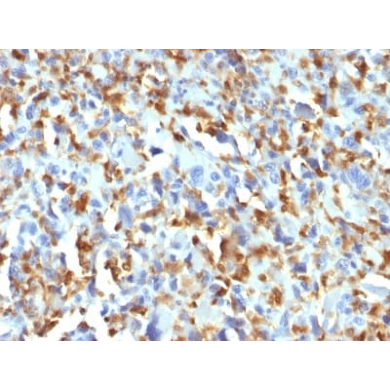 Factor XIIIa (Coagulation Factor XIIIA Chain) (F13A1/1683), CF647 conjugate, 0.1mg/mL