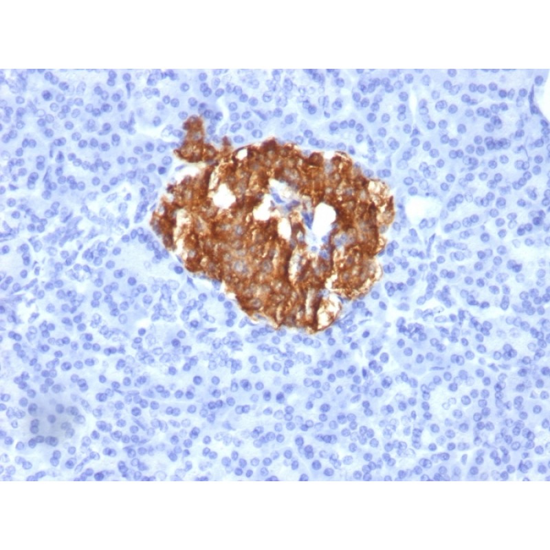 Insulin / IRDN (beta-Cell & Insulinoma Marker)(K36aC10), CF647 conjugate, 0.1mg/mL