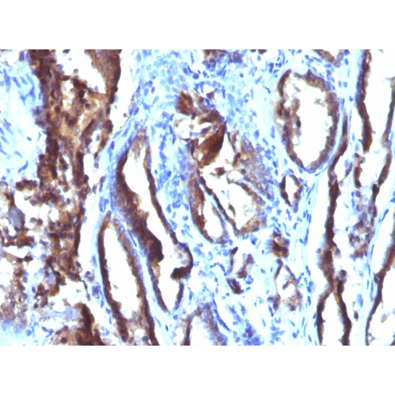 Prostate Specific Antigen (PSA)(3E6), CF647 conjugate, 0.1mg/mL