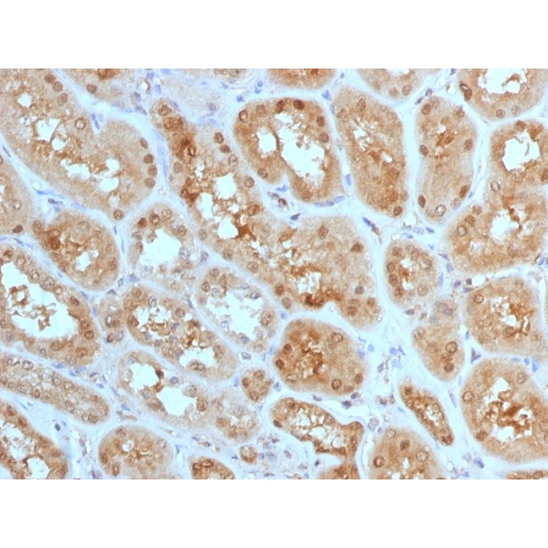 MTAP (Tumor Suppressor Marker) (MTAP/1813), CF647 conjugate, 0.1mg/mL