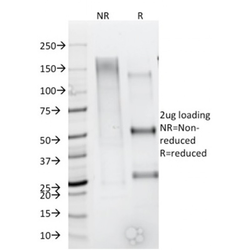 CD79b (B-Cell Marker) (IGB/1844), CF647 conjugate, 0.1mg/mL