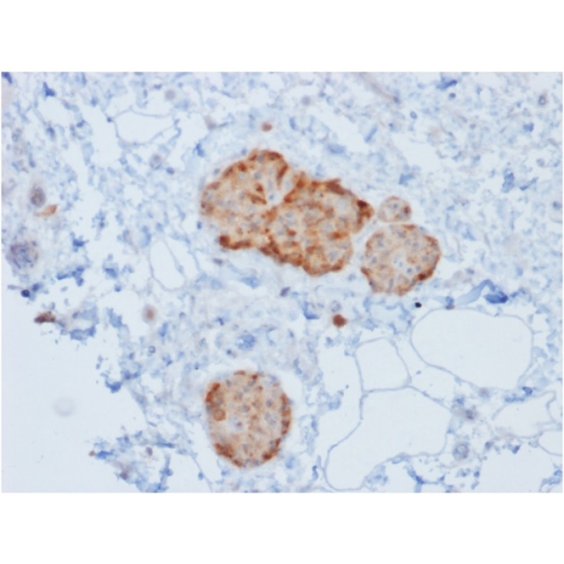 Chromogranin A / CHGA (Neuroendocrine Marker)(rCHGA/777), CF647 conjugate, 0.1mg/mL