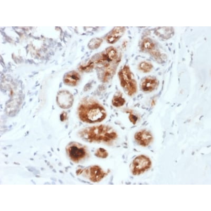 Mammaglobin (SCGB2A2) (Breast Cancer Marker) (MGB1/2000), CF647 conjugate, 0.1mg/mL