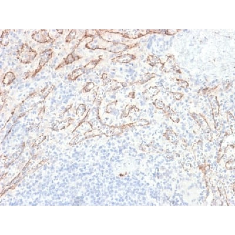TNFS15 / VEGI (Vascular Endothelial Growth Inhibitor) (VEGI/2052R), CF647 conjugate, 0.1mg/mL