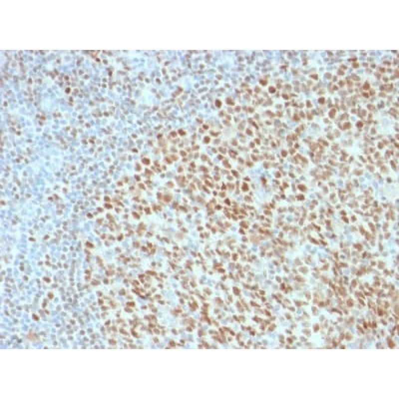 OCT-2 (POU2F2) (B-Cell Marker) (OCT2/2136), CF647 conjugate, 0.1mg/mL