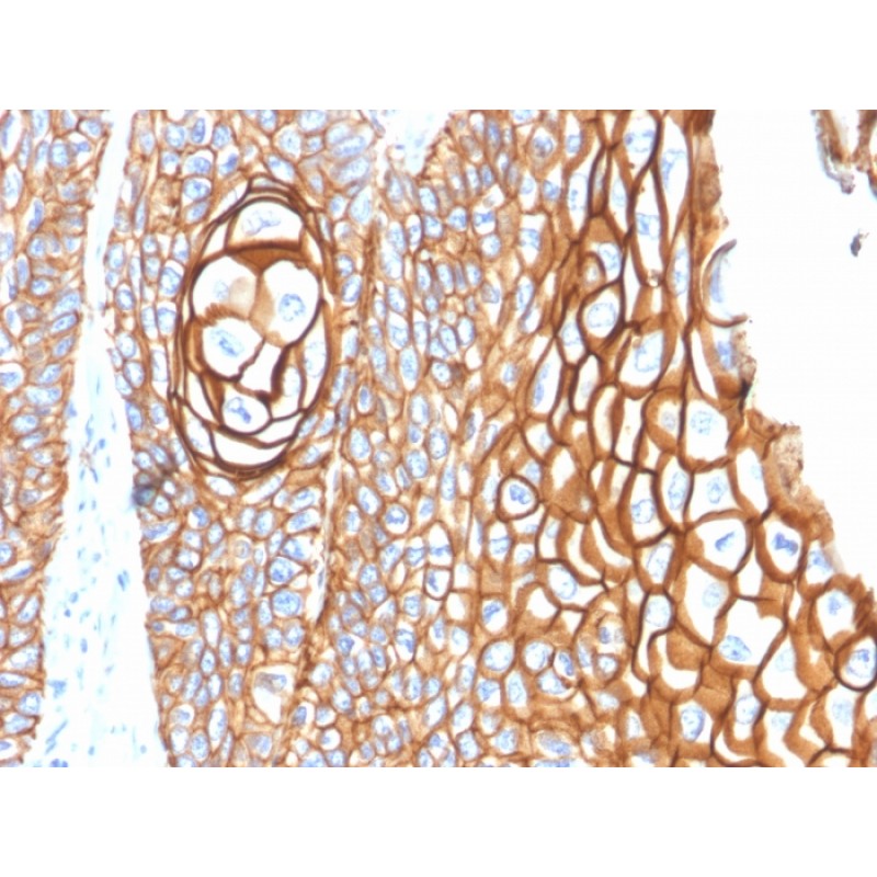 CD9 (TSPAN29) (Motility-Related Protein-1)(P1/33/2), CF647 conjugate, 0.1mg/mL