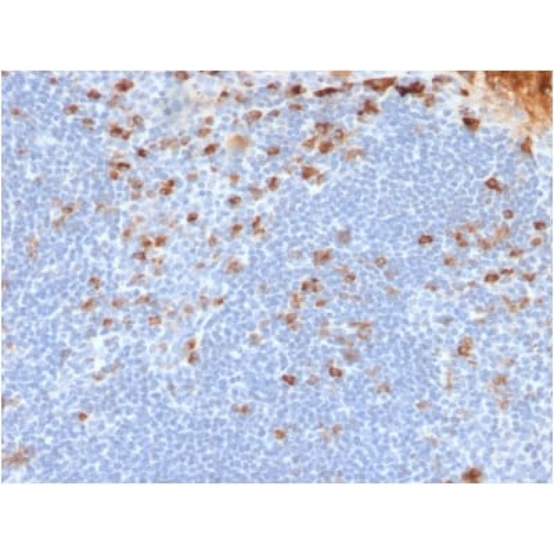 Human Kappa Light Chain (B-Cell Marker) (rL1C1), CF647 conjugate, 0.1mg/mL