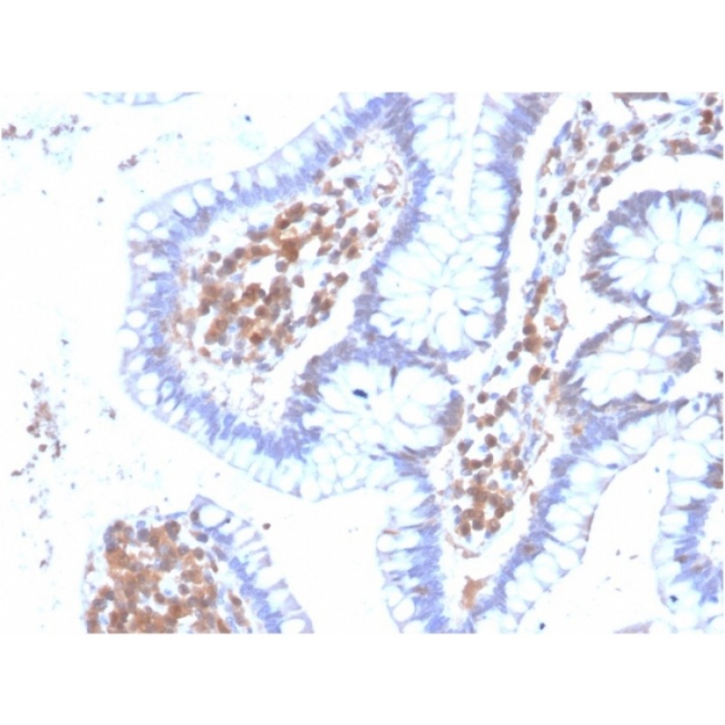MAPK14(CPTC-MAPK14-1), CF647 conjugate, 0.1mg/mL