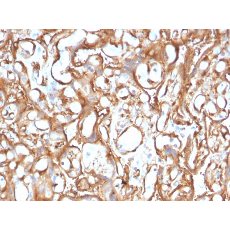 Ezrin / p81(CPTC-Ezrin-1), CF647 conjugate, 0.1mg/mL