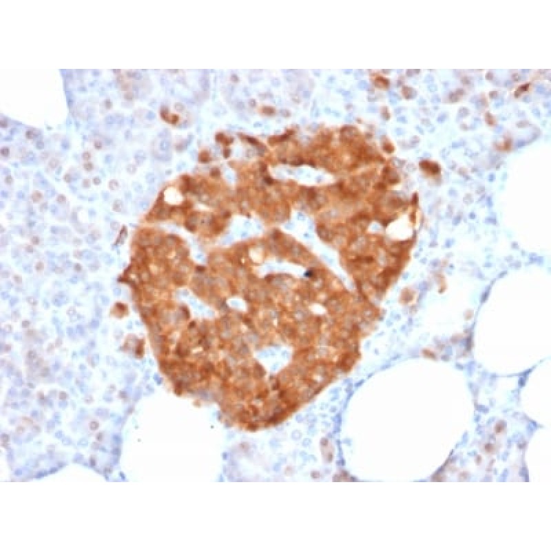 GPN1 / XAB1 (DNA Repair & Protein Synthesis) (GPN1/2350), CF647 conjugate, 0.1mg/mL