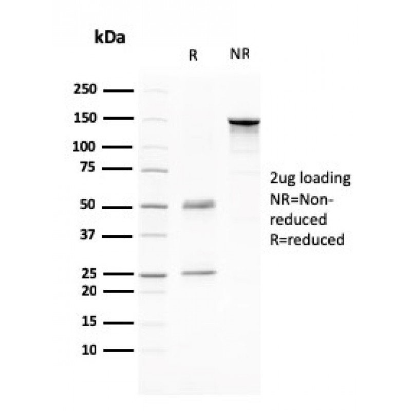 CD80 (B7-1)(C80/2776), CF647 conjugate, 0.1mg/mL